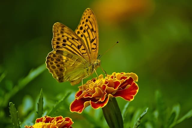 Comment attirer les pollinisateurs dans votre jardin : Guide pratique