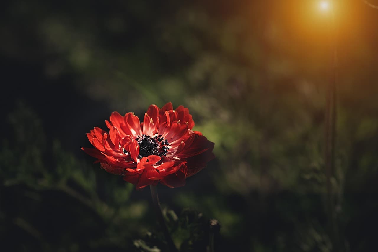 Comment choisir les bonnes plantes pour un jardin en plein soleil