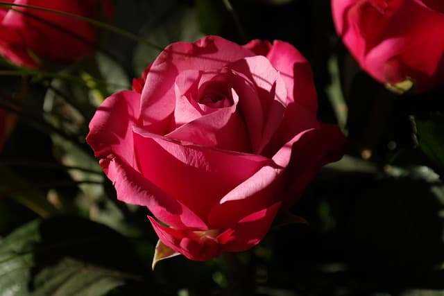 Les meilleures plantes pour un jardin vert et luxuriant