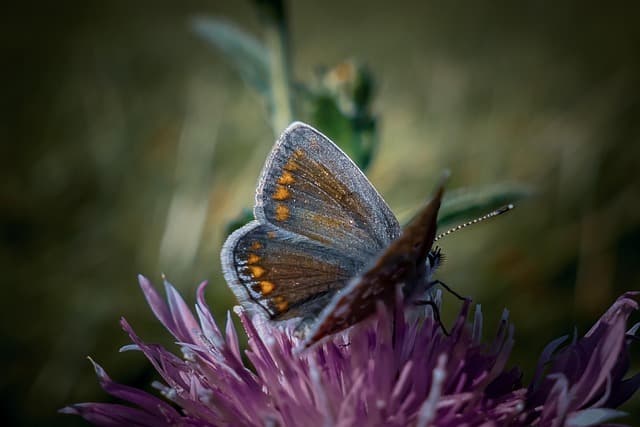 10 Plantes Idéales pour Attirer les Papillons dans Votre Jardin