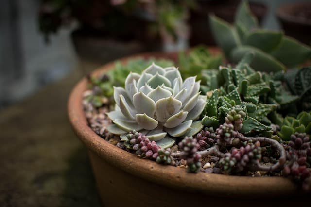 Comment Cultiver un Jardin Écologique en Harmonie avec la Nature