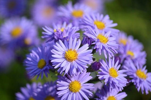 Les Plantes Parfaites pour un Jardin d'Été : Guide Complet