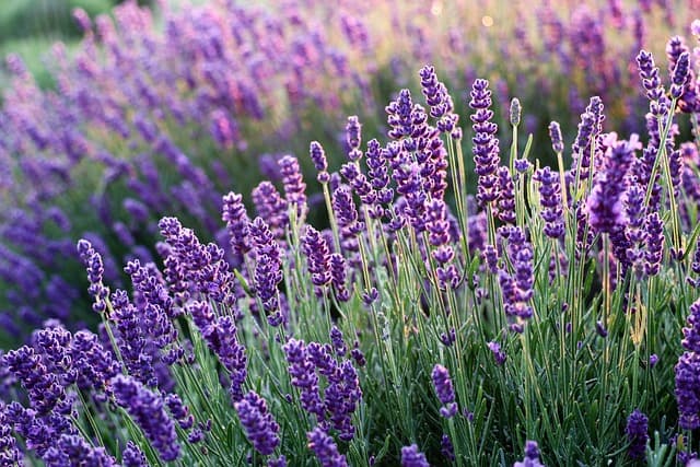 Comment Créer un Jardin Aromatique Facilement