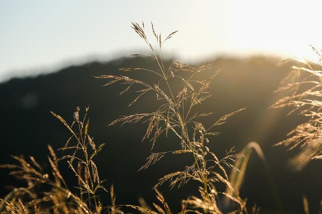 Les Meilleures Plantes Pour Créer un Jardin Aride Écologique