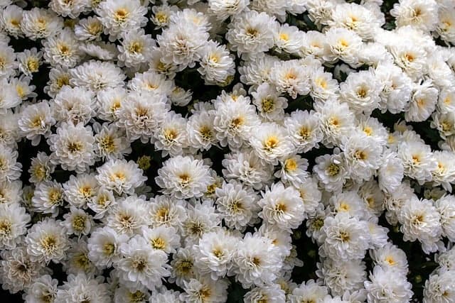 Les Plantes Rares à Découvrir pour un Jardin Unique