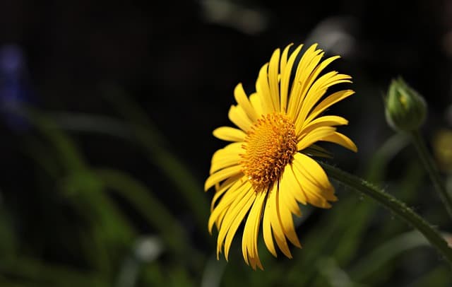 Comment choisir les meilleures plantes pour votre jardin