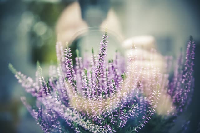 Comment créer un jardin d'herbes aromatiques facilement